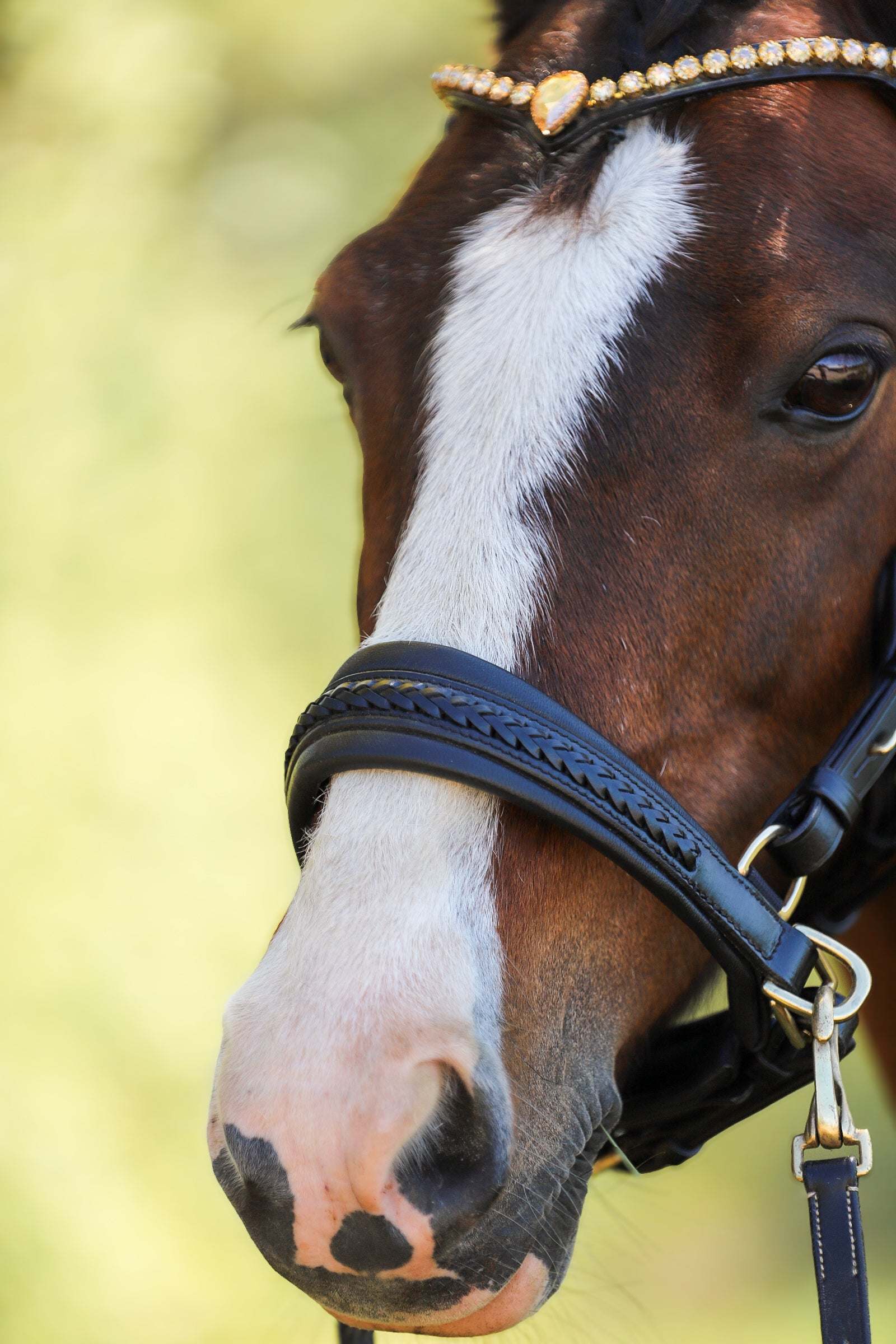 Elegant Elsa sidepull noseband in soft leather with padded nosepiece and braided detail for horses