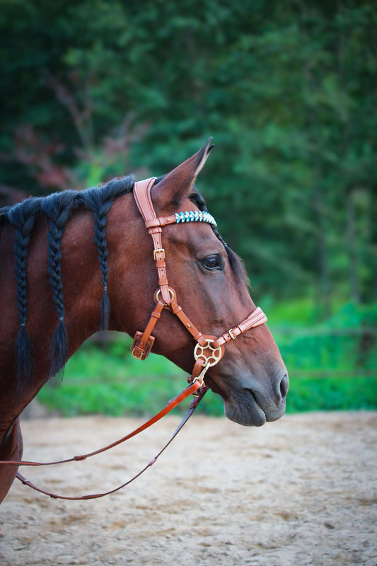 Bella Starwheel hackamore in cognac Italian leather with padded nose and neck sections on a horse's head outdoors
