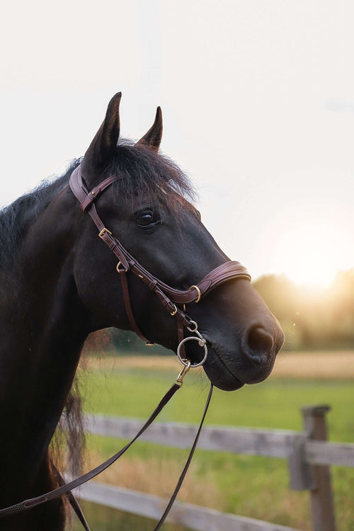 Oliander Multi Bridle, bit to bitless system no.1