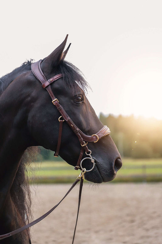 Black horse wearing brown Oliander Multi Bridle with bit and reins at sunset in outdoor arena