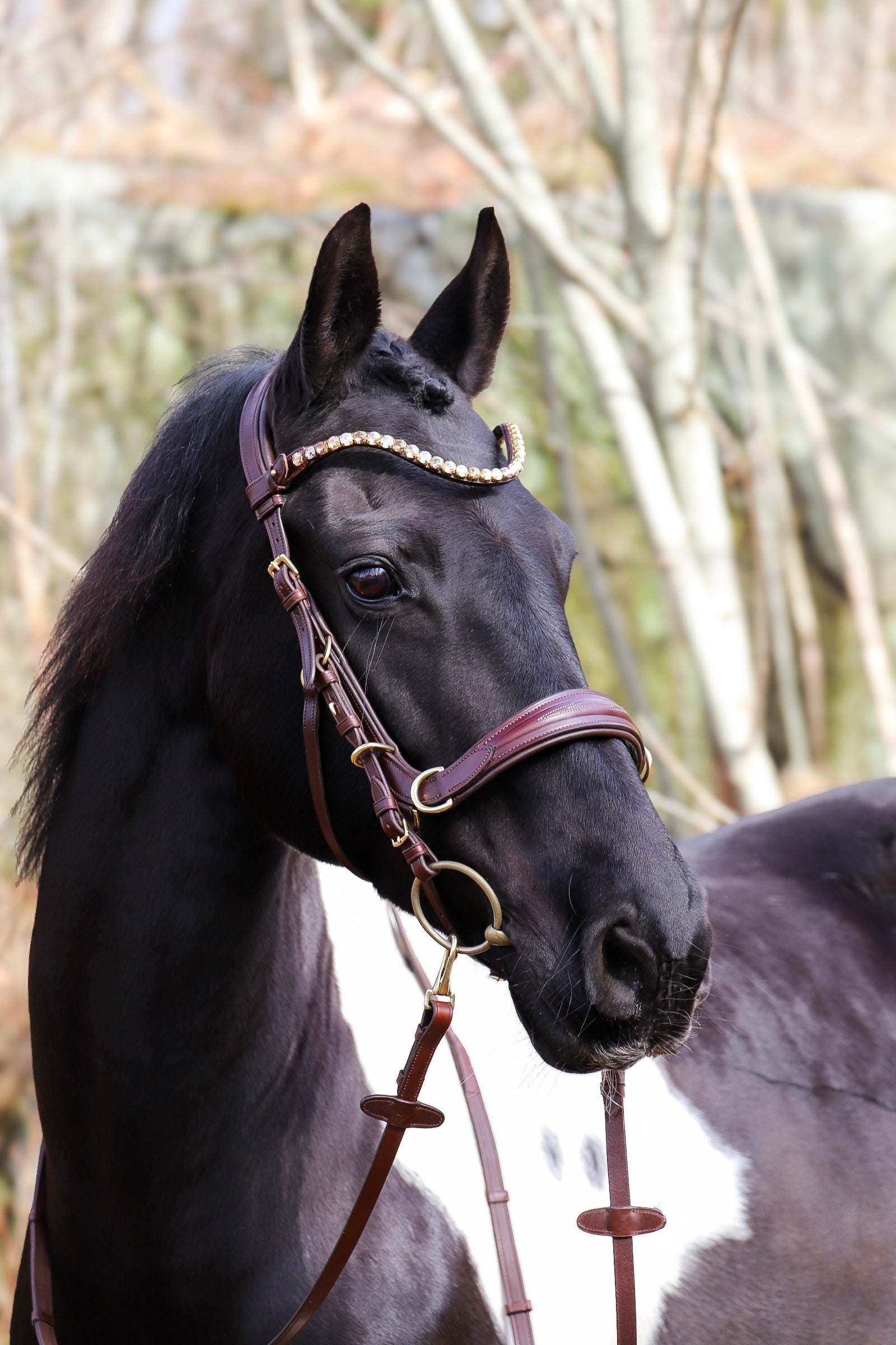 Oliander Multi bridle - bit to bitless system no.2