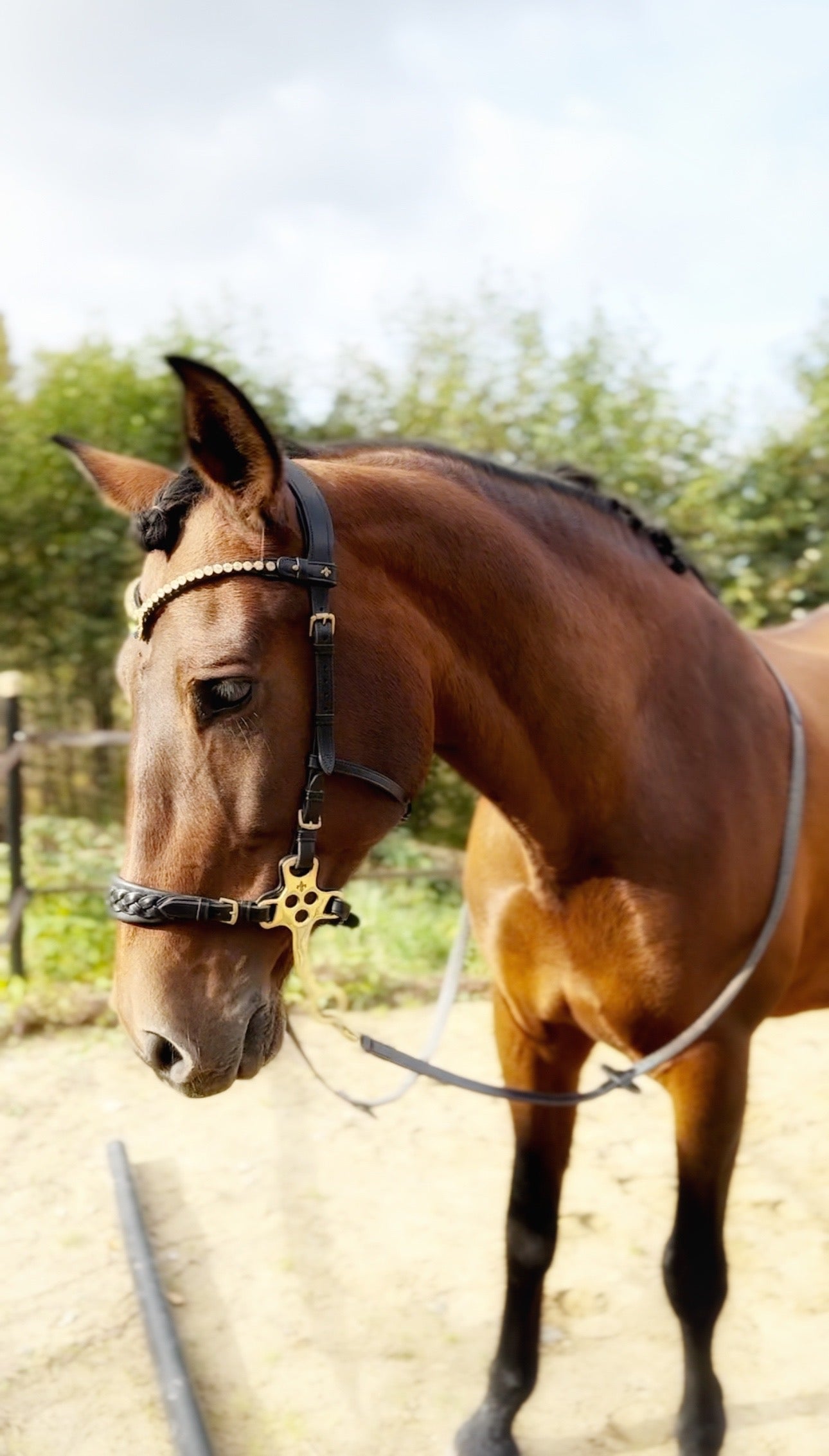 Zoe hackamore Bridle