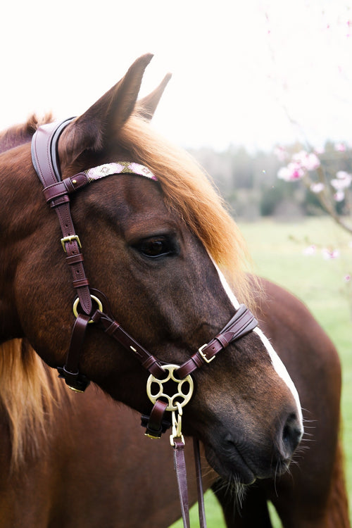 Brown Bella Starwheel hackamore on horse with padded nose and neck sections, Italian leather and brass hardware in outdoor setting