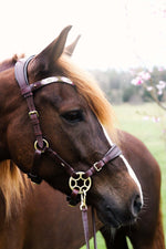 Load image into Gallery viewer, Bella Starwheel hackamore in brown Italian leather with padded nose and neck sections and brass hardware
