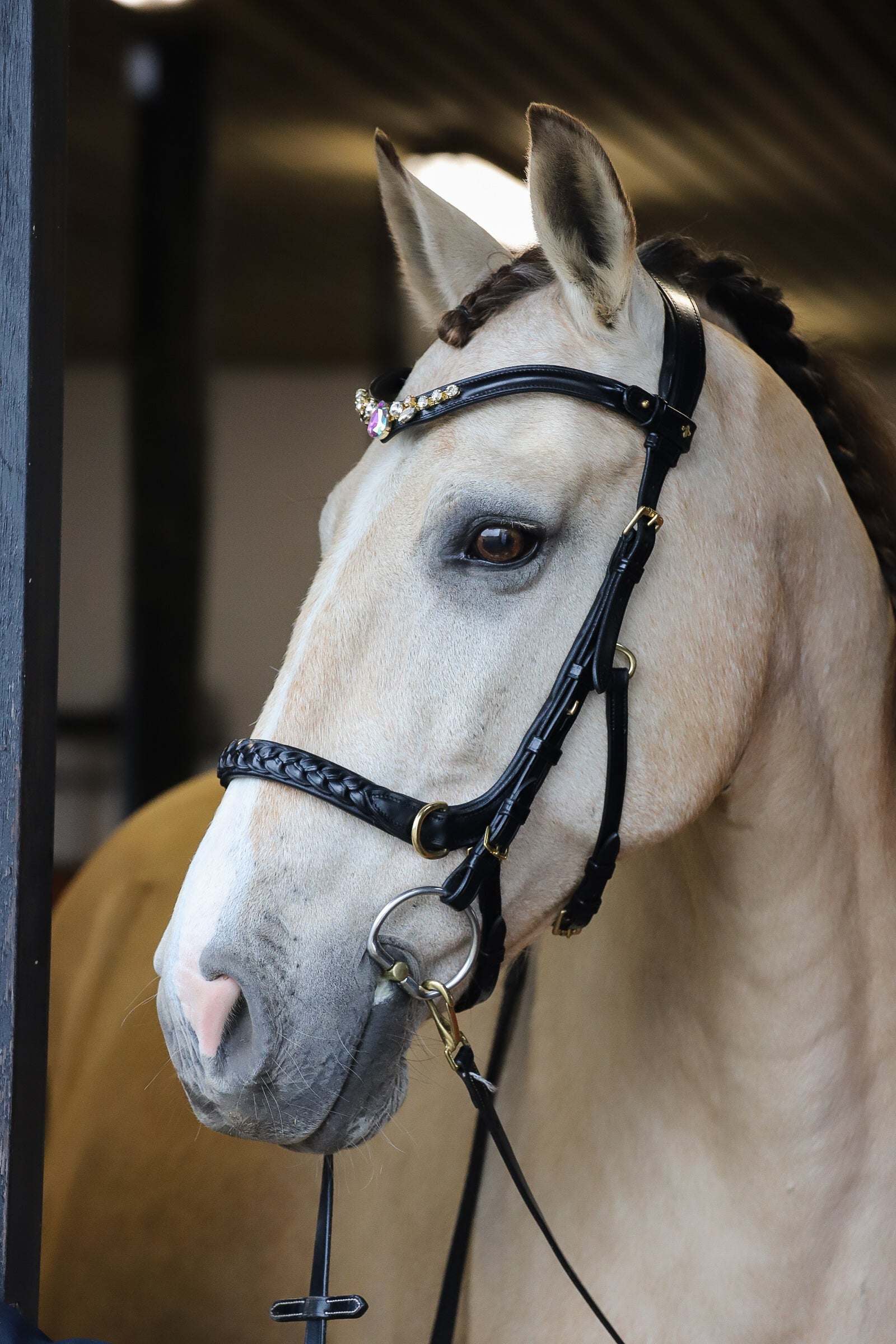 Close-up of a horse wearing the Odessa bonita Multi Bridle with padded braided noseband and decorative browband in black leather with brass hardware.