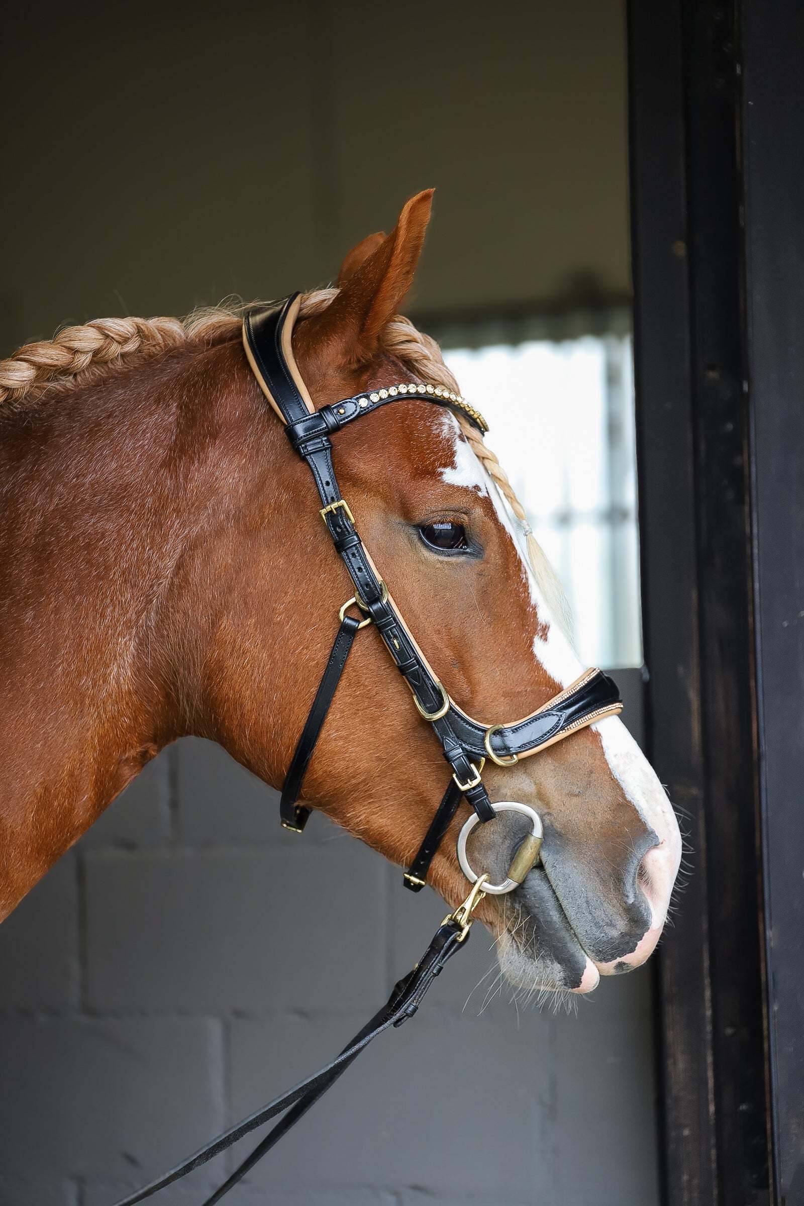 Spiritandhiscrew X MASEGO Multi bridle, bit to bitless system no.2