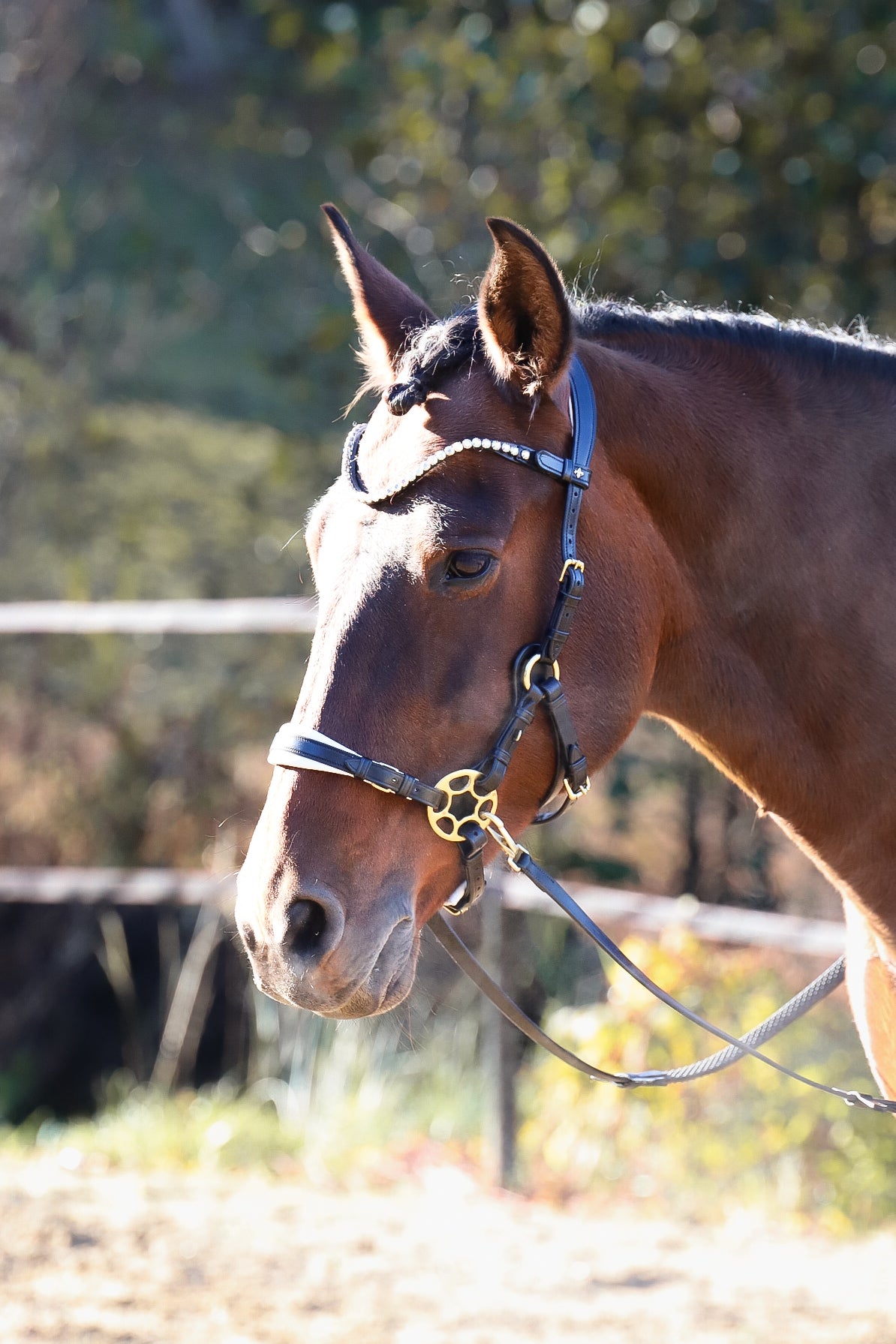 Bella Starwheel hackamore Black and White