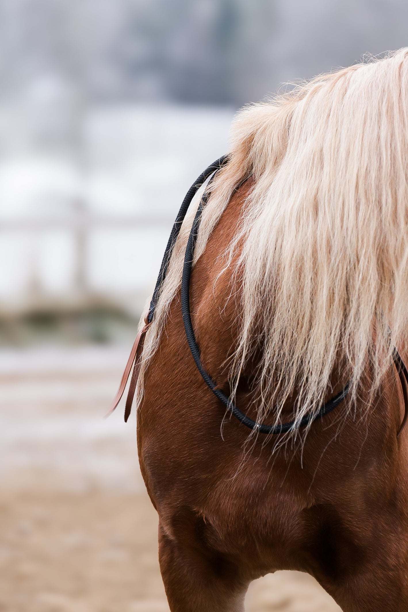 Onyx neckrope adjustable black nylon and cognac leather on horse mane