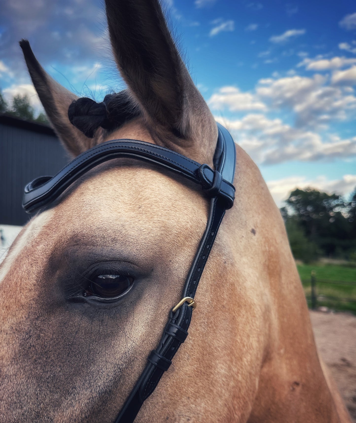 Square plain leather browband