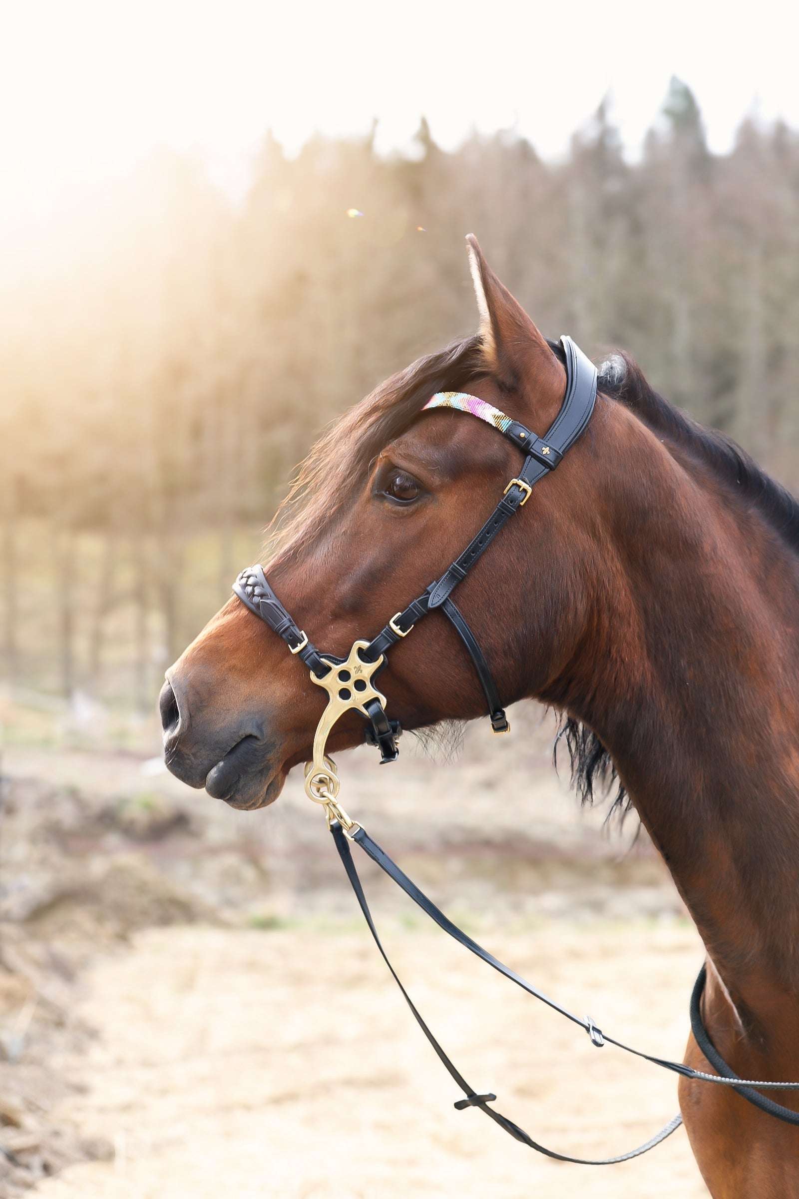 Zoe hackamore bridle on brown horse with brass hardware and padded noseband outdoors