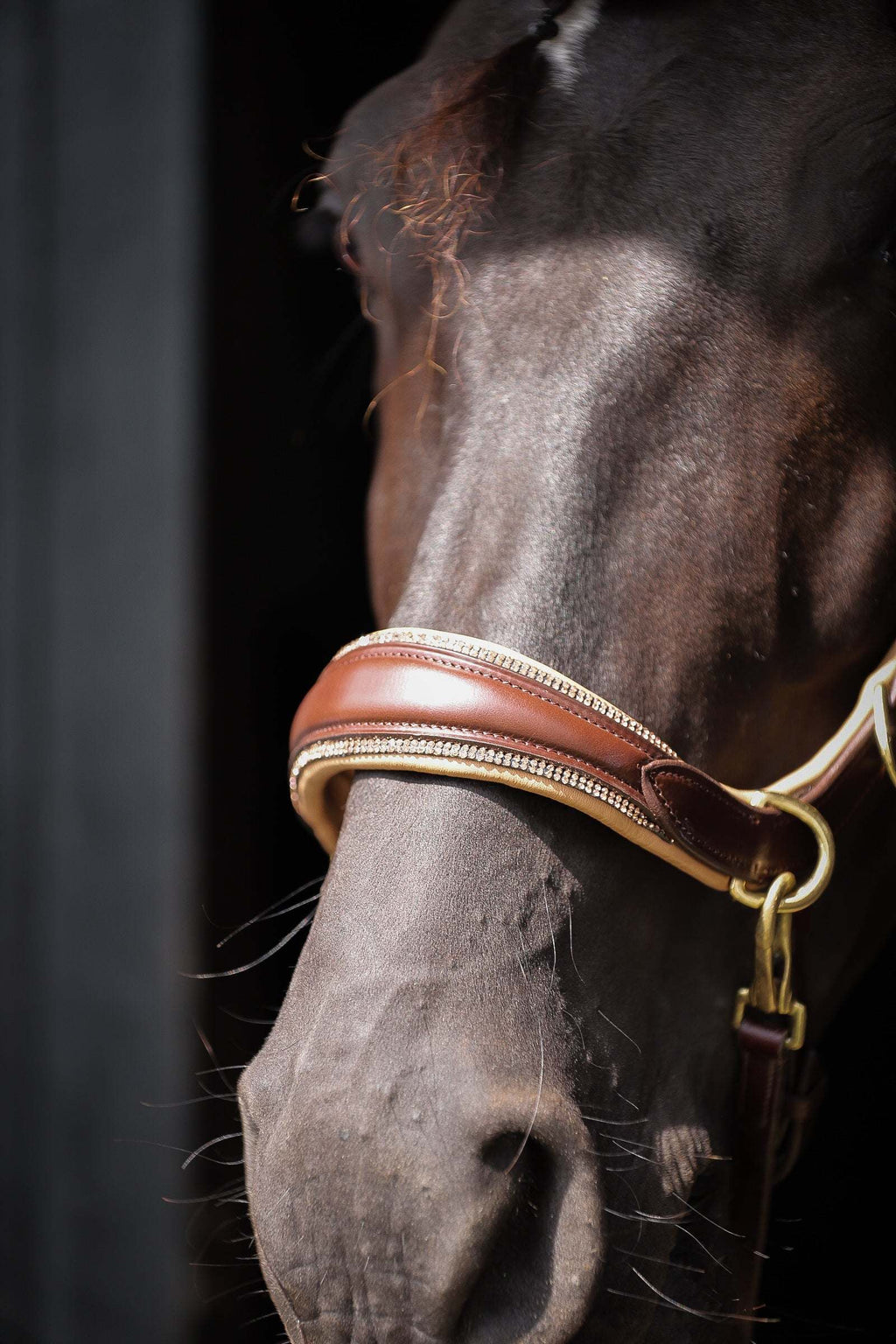 Spiritandhiscrew X MASEGO bit to bitless Multi bridle