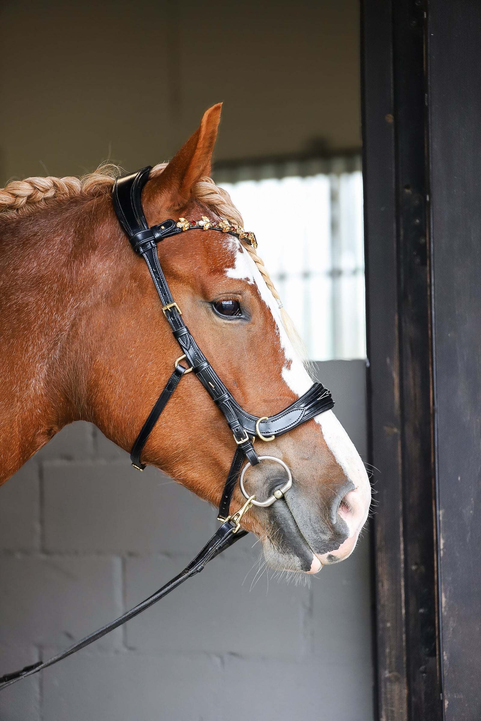 Oliander Multi Bridle, bit to bitless system no.1