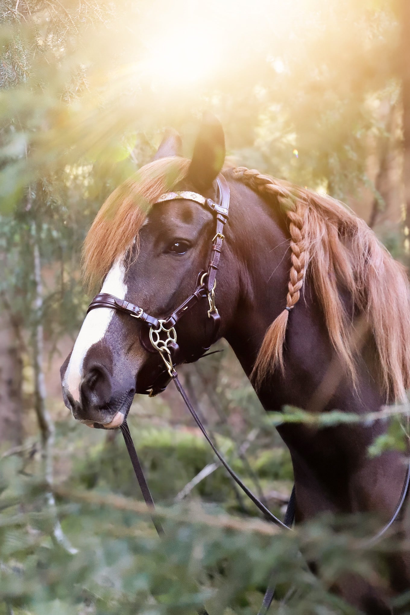 May browband