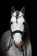 Oliander Multi bridle no.2 bit to bitless conversion close-up