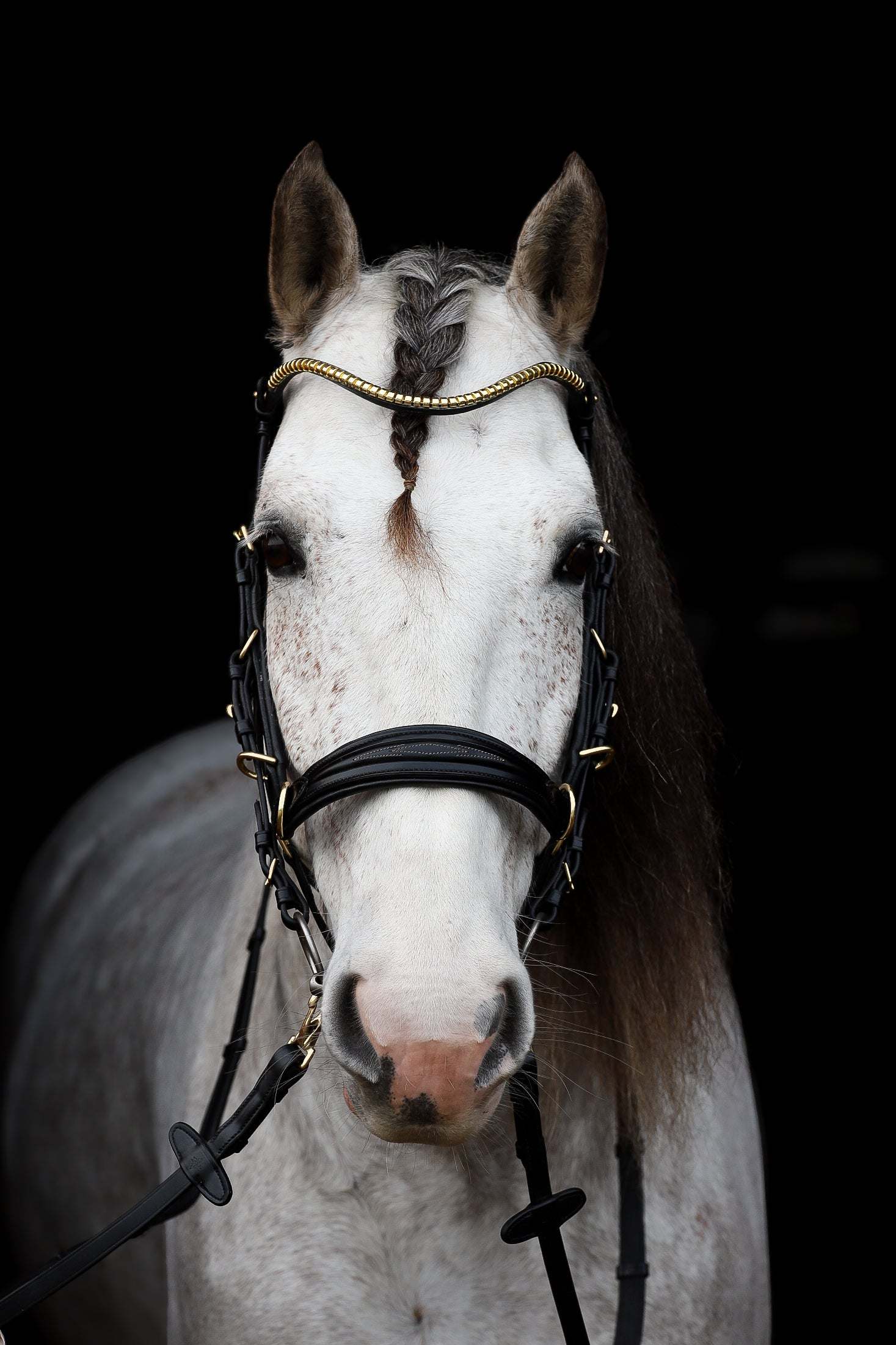 Oliander Multi bridle no.2 bit to bitless conversion close-up