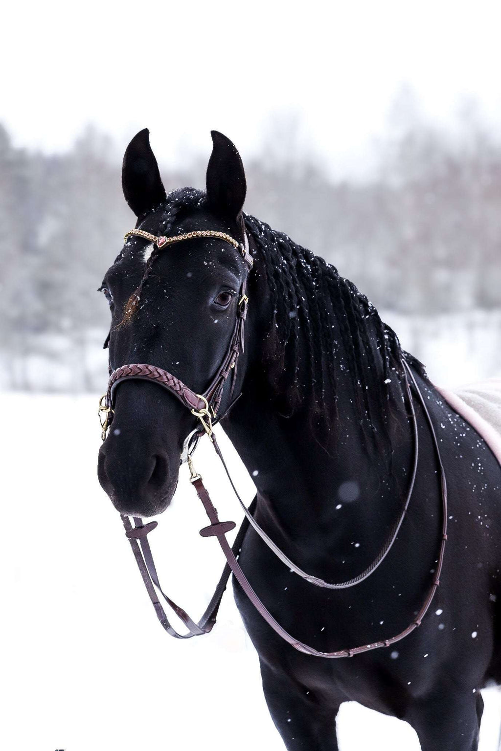 Odessa bonita Multi Bridle padded, bit to bitless system no.1