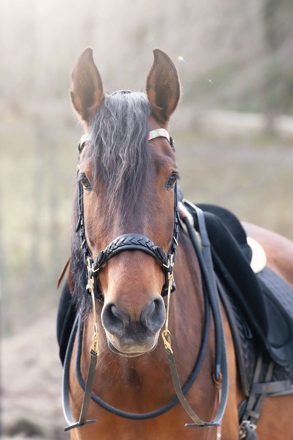 Zoe hackamore Bridle