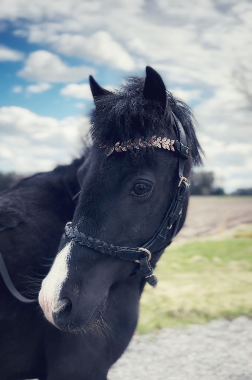 Odessa Bonita multi bridle - For the small ones - MASEGO bit to bitless system