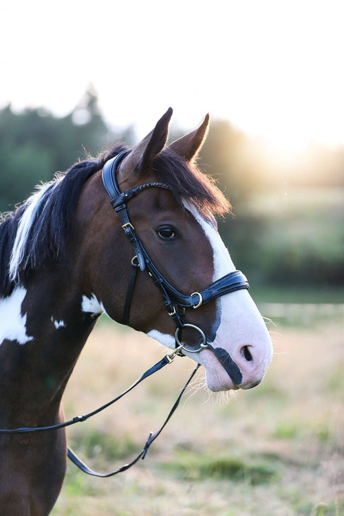 Nia Multi Bridle bit to bitless system with glitter trim and padded noseband for horse comfort