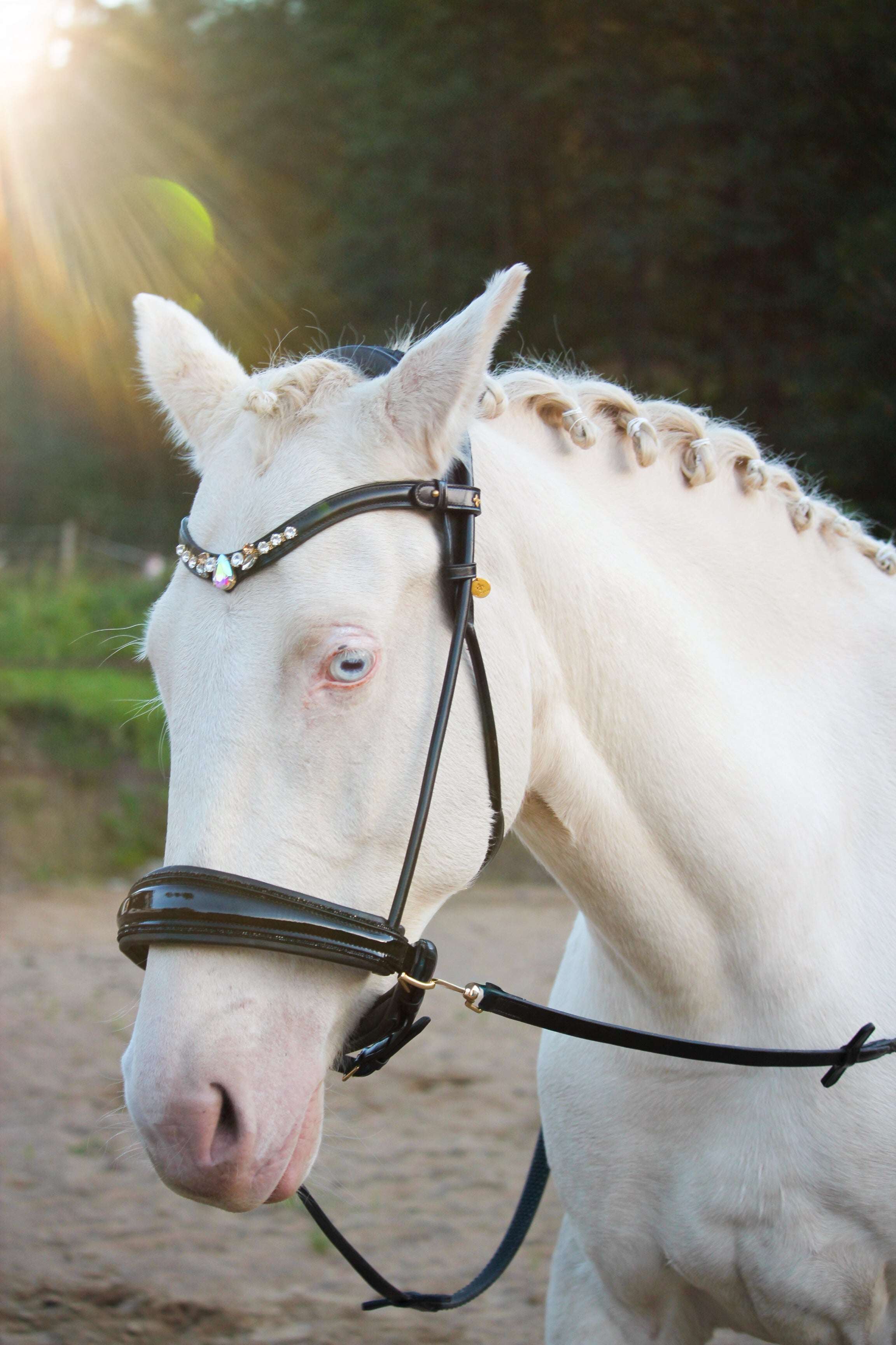 Dova sparkling sidepull bitless bridle in Italian leather with patent noseband and glitter trim on white horse