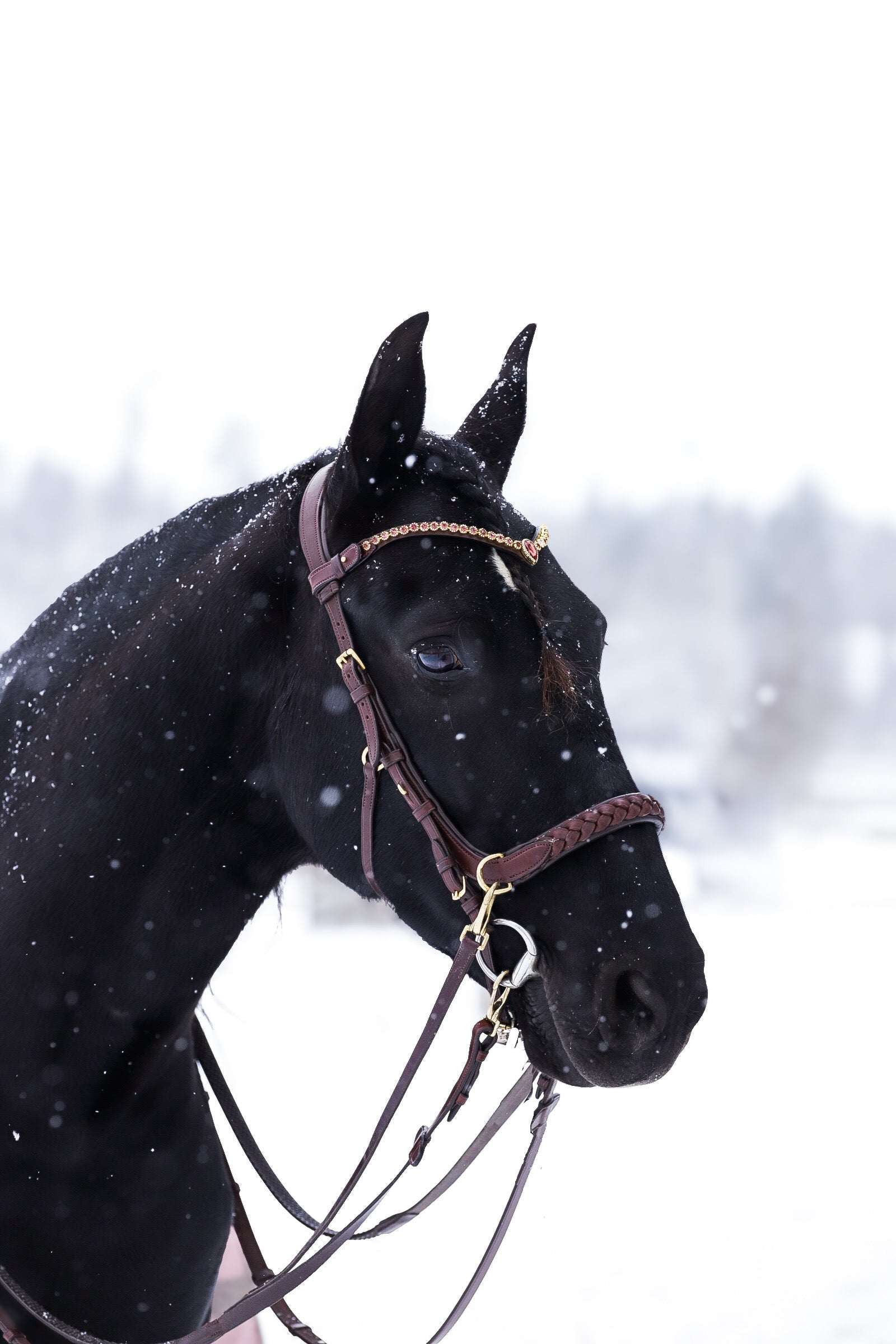 Odessa bonita Multi Bridle padded, bit to bitless system no.1