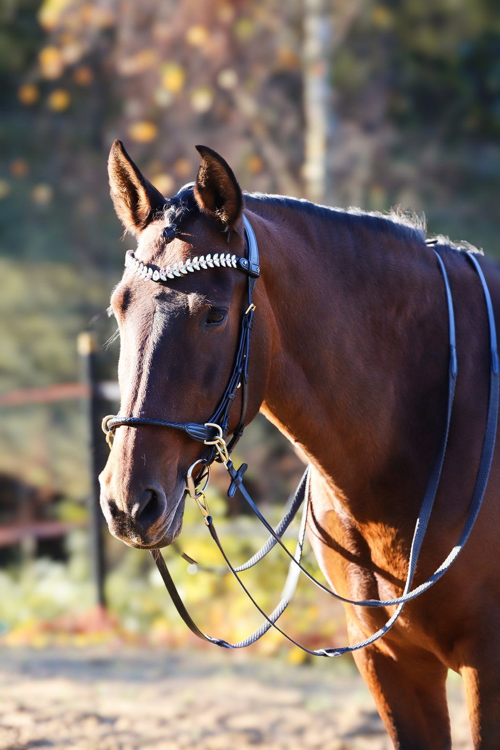 OUTGOING- Grace Multi Bridle - MASEGO bit to bitless system