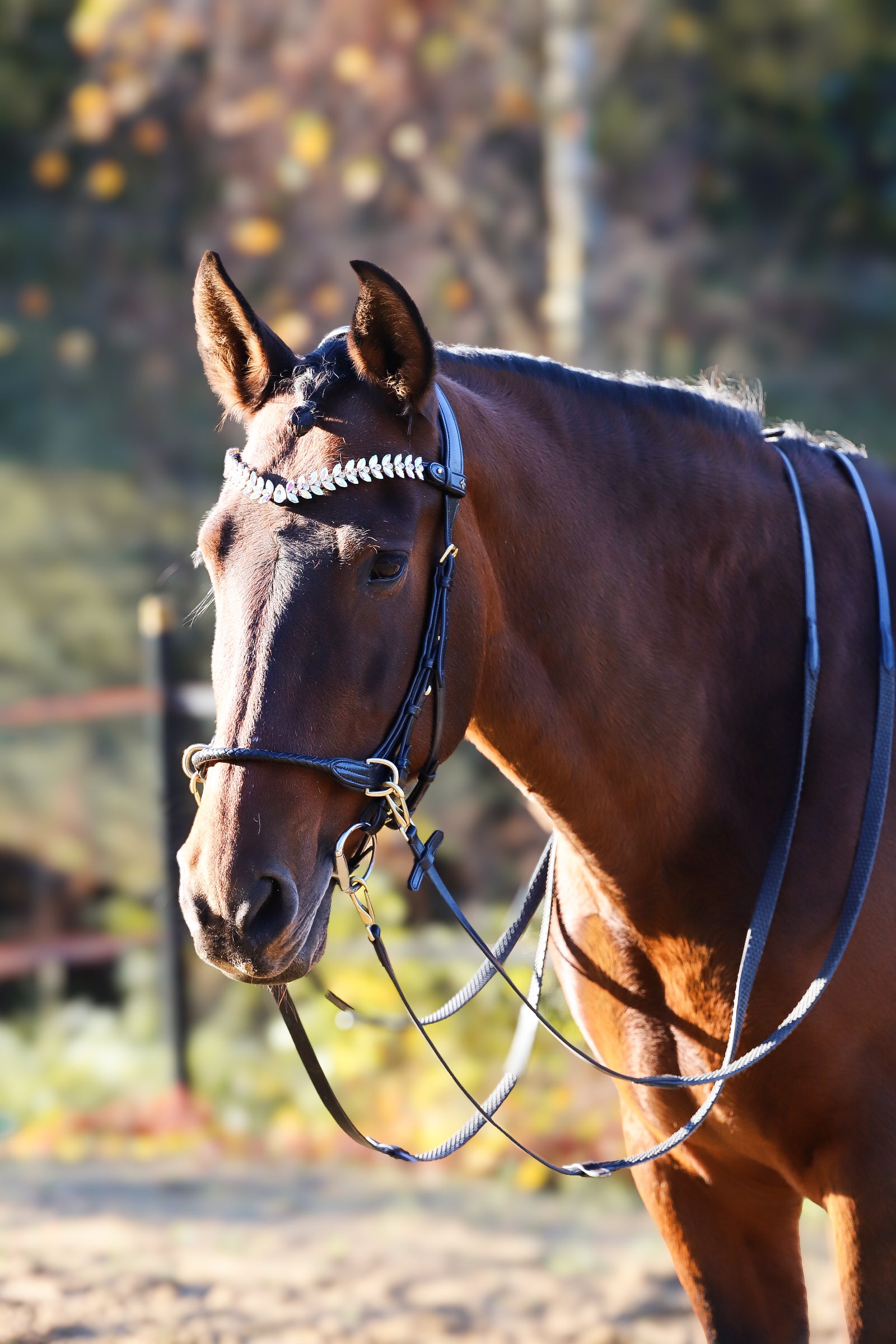 OUTGOING- Grace Multi Bridle - MASEGO bit to bitless system