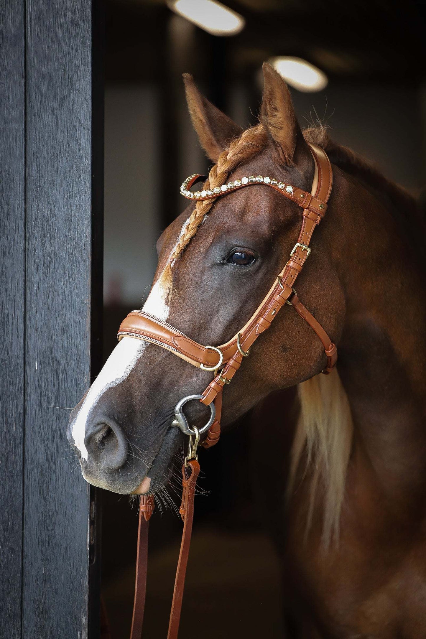 Spiritandhiscrew X MASEGO bit to bitless Multi bridle