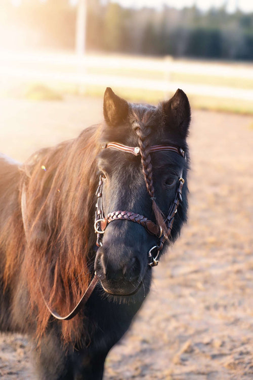 Odessa Bonita Mini multi bridle in Italian leather for small horses with adjustable bit and bitless options