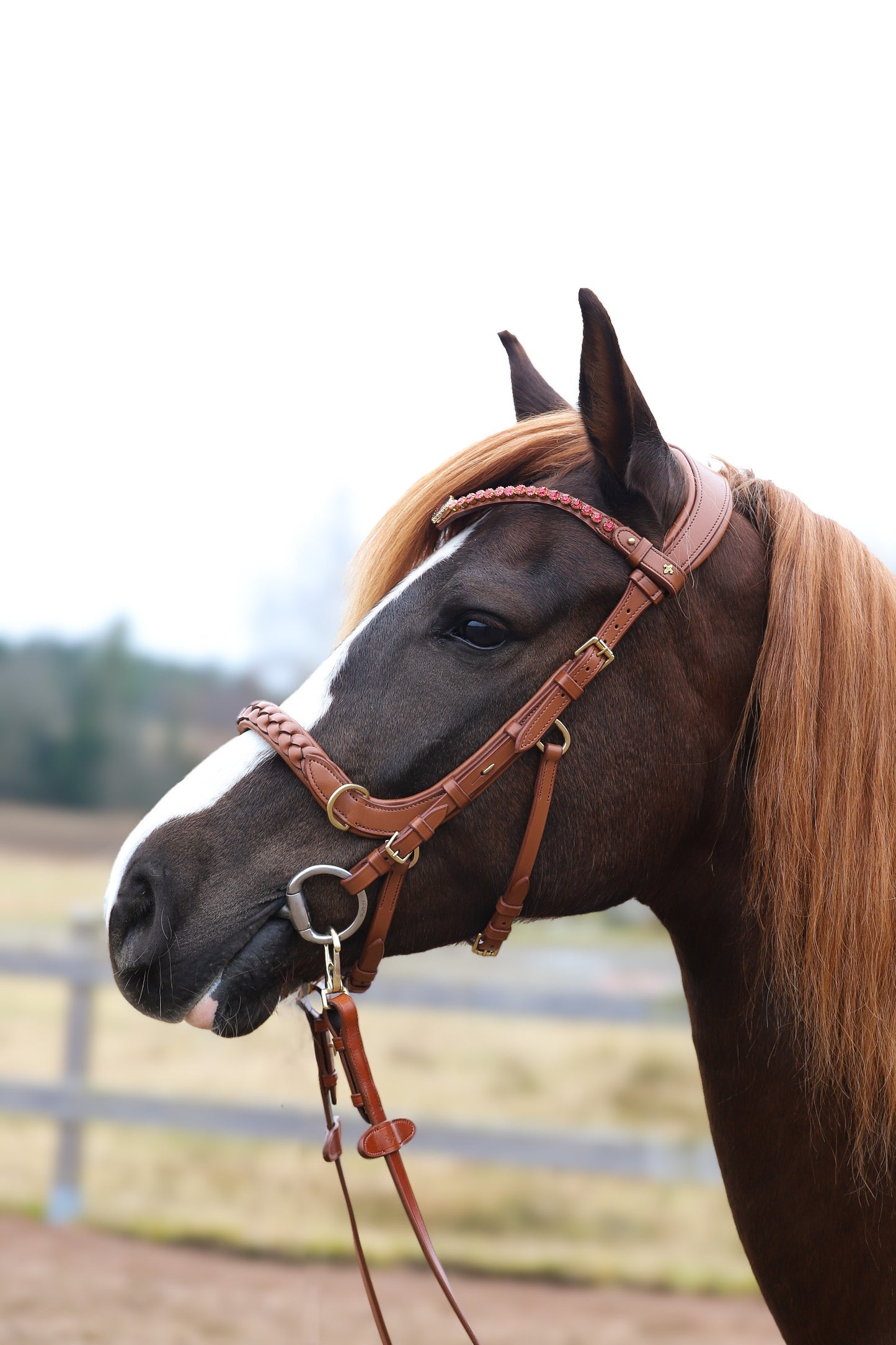 Odessa bonita Multi Bridle with padded noseband - MASEGO bit to bitless system