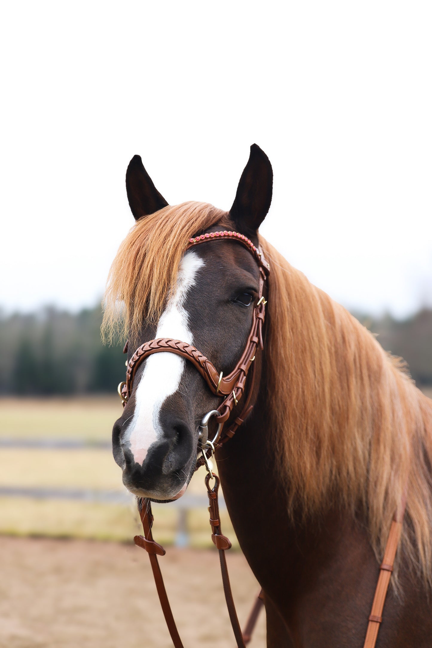 Odessa bonita Multi Bridle with padded noseband - MASEGO bit to bitless system