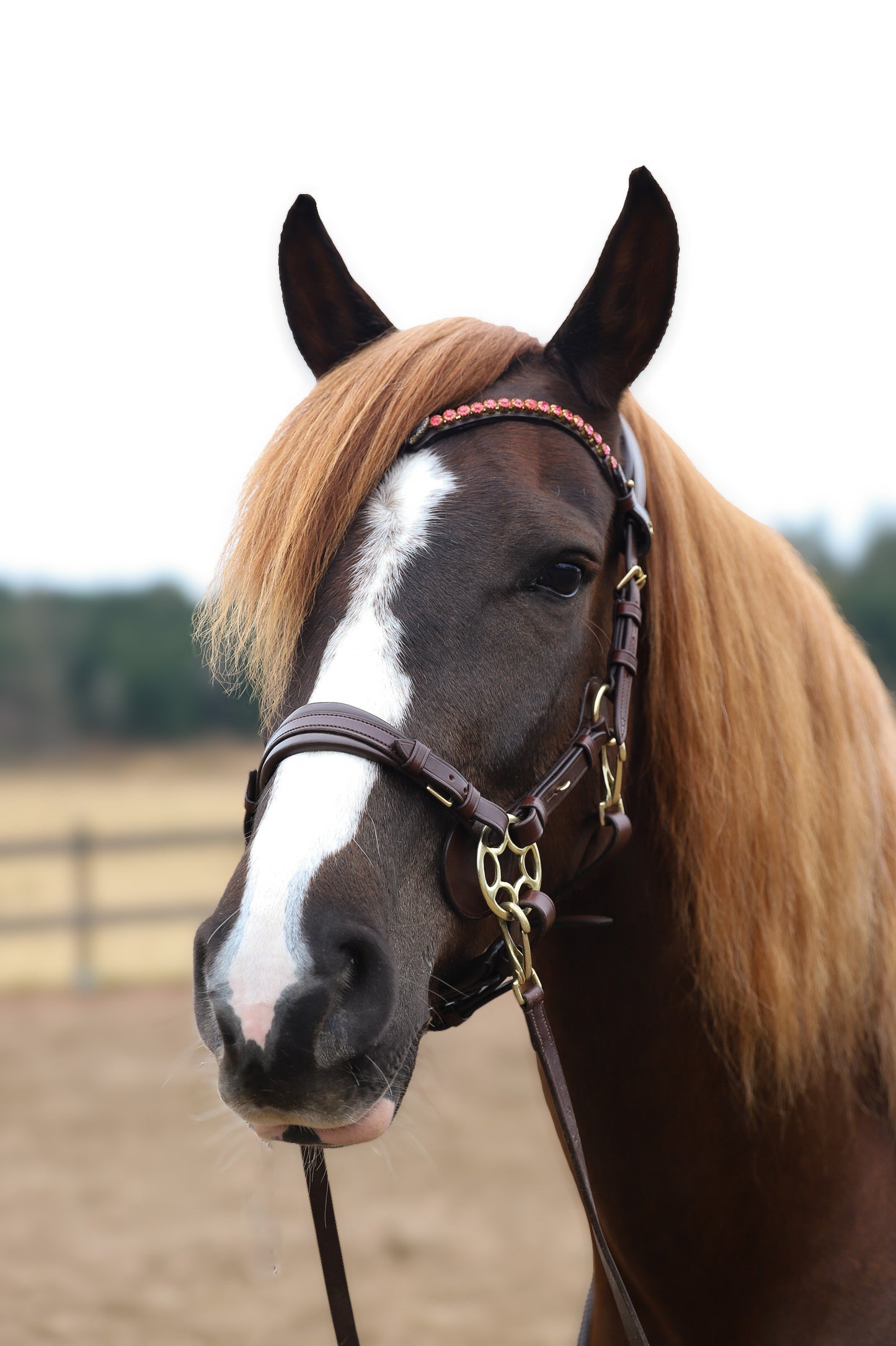 Bella Starwheel hackamore All brown