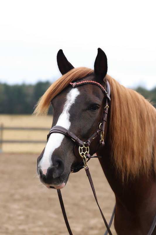 Bella Starwheel hackamore All brown