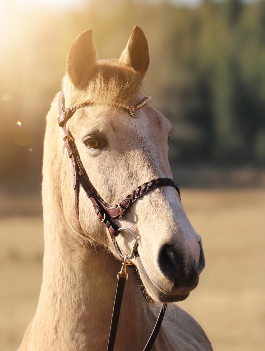 Light-colored horse wearing Odessa Bonita Multi Bridle featuring flat braided noseband and brass hardware in soft sunlight