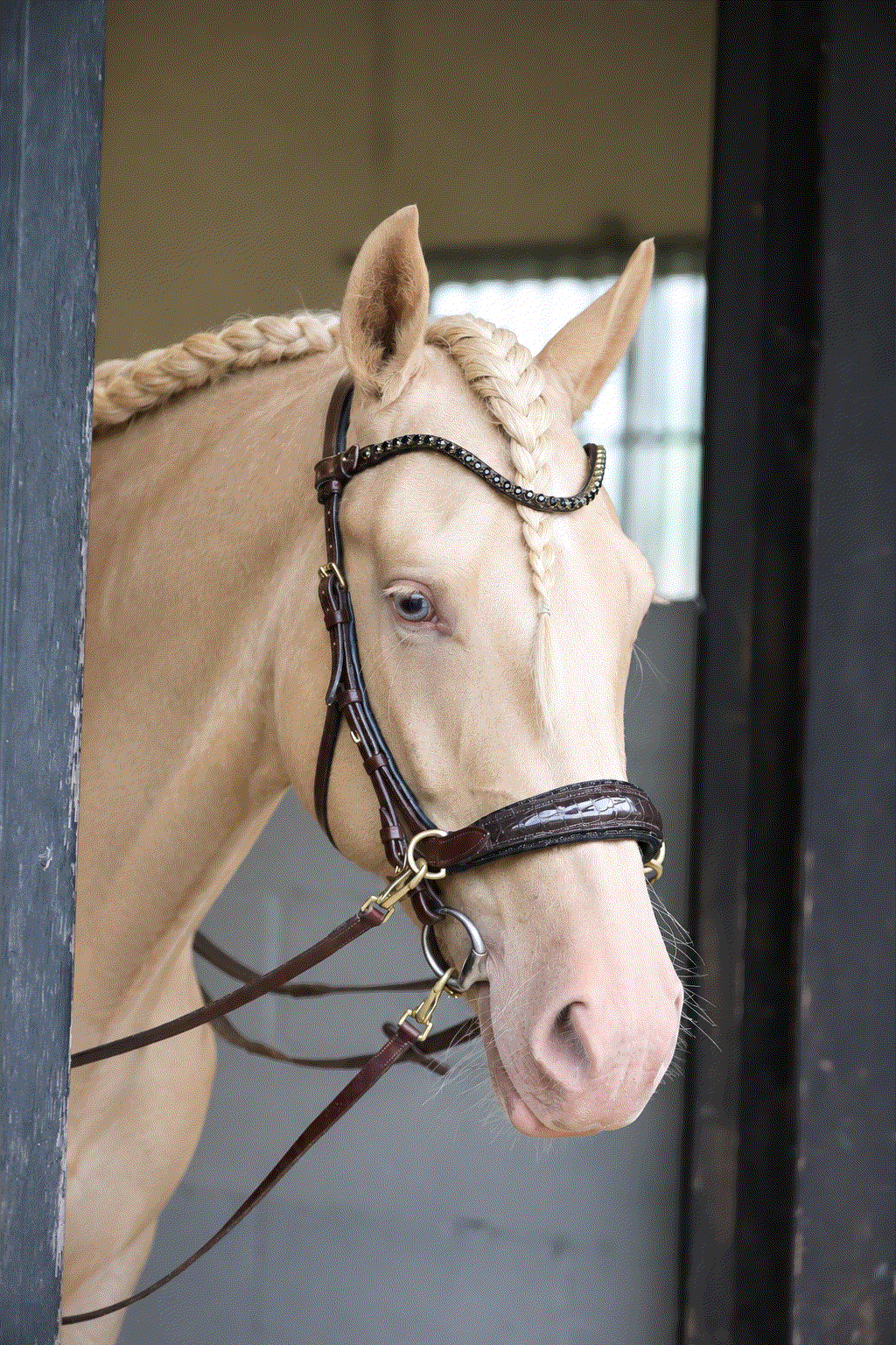Nia Multi Bridle - Bit to bitless system no.1