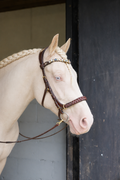 Odessa bonita Multi Bridle padded, bit to bitless system no.1