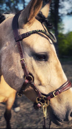 Load image into Gallery viewer, Bella Starwheel hackamore All brown
