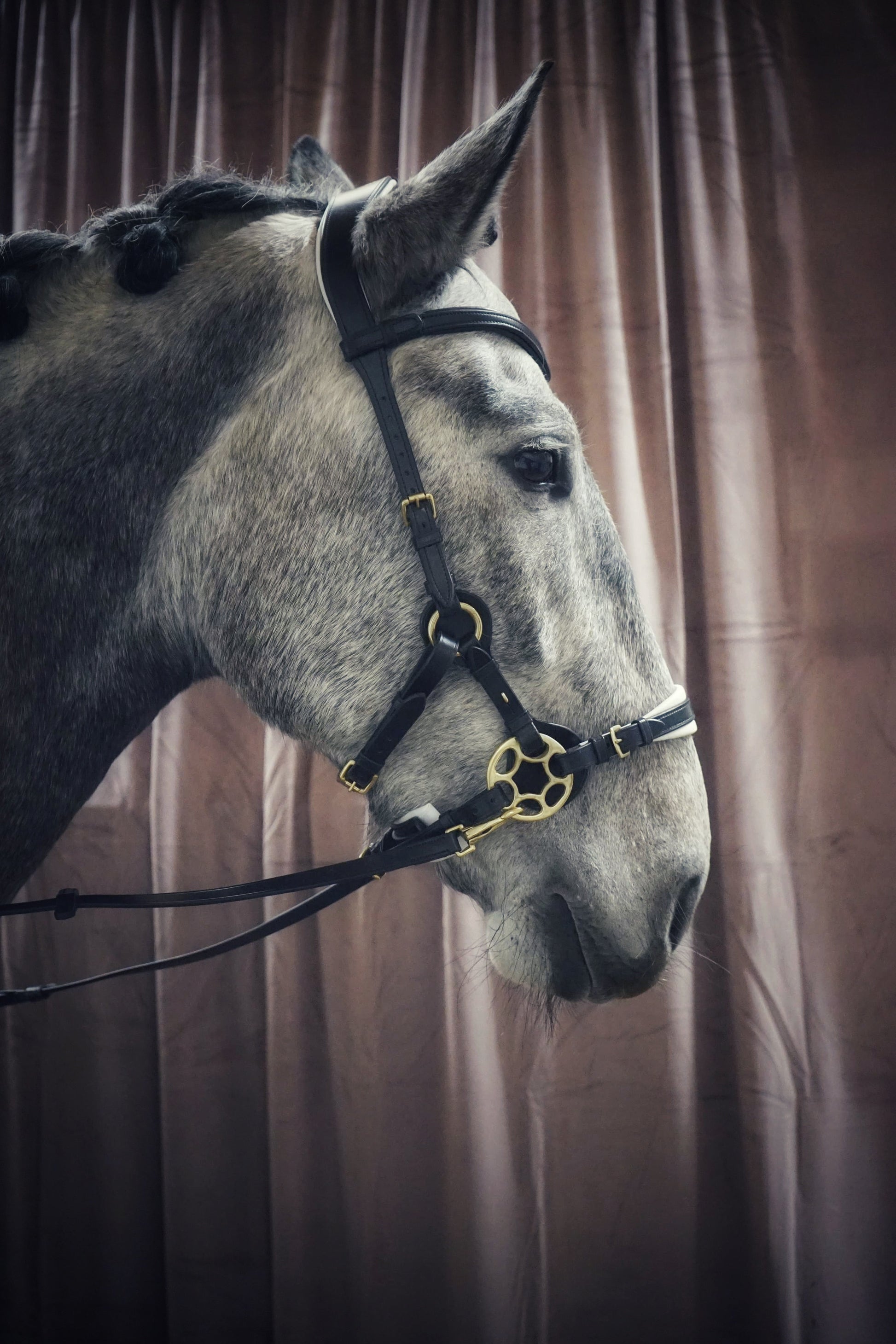 Bella Starwheel hackamore Black and White