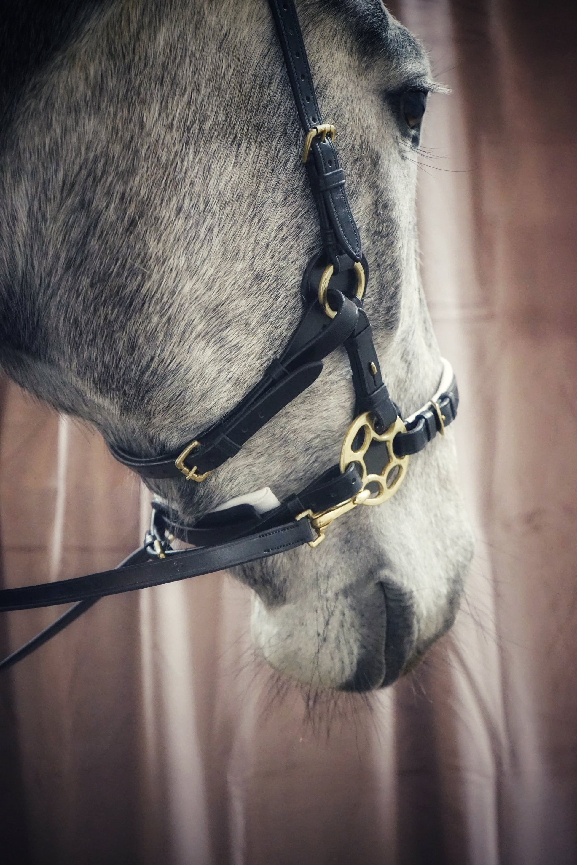 Bella Starwheel hackamore Black and White