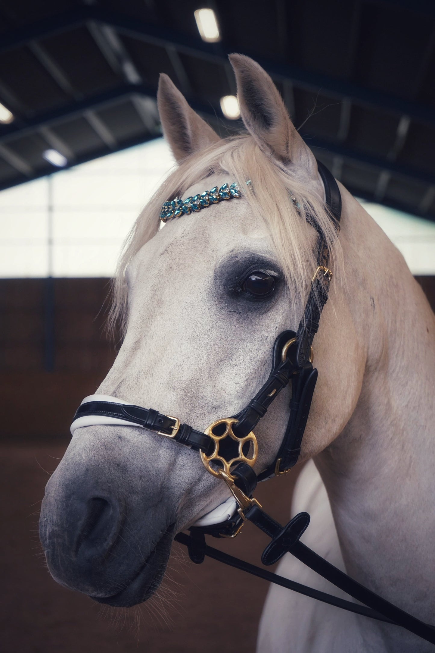 Bella Starwheel hackamore Black and White