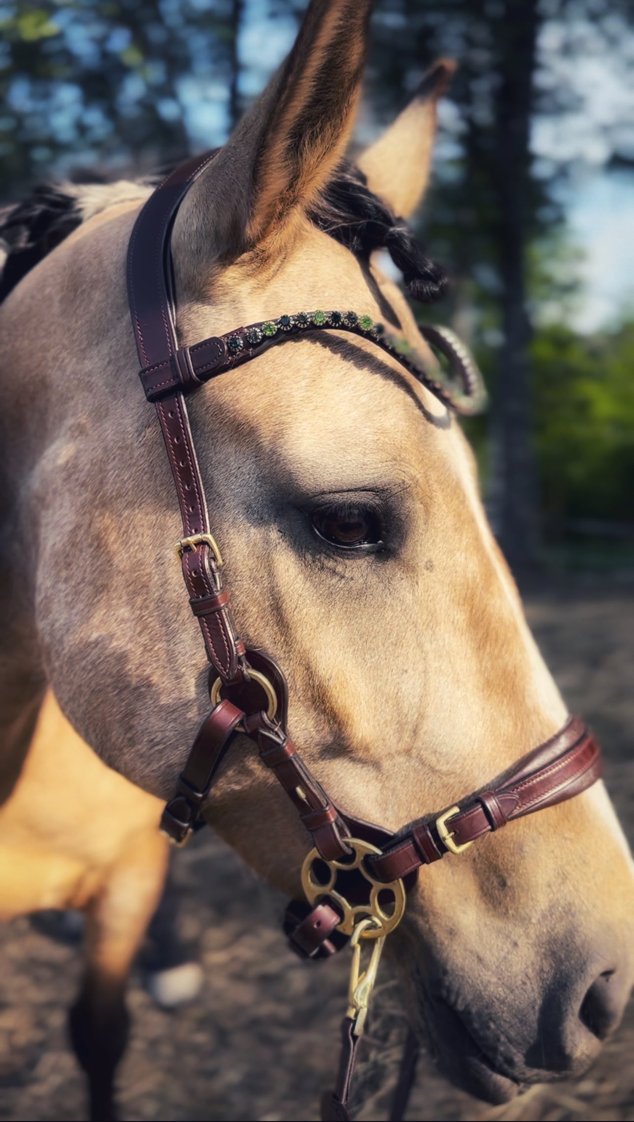 Bosque browband