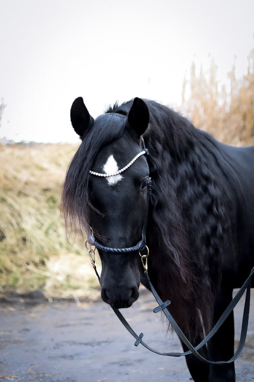 Black horse wearing a braided sidepull bitless bridle made of high-quality Italian leather with soft padding and elegant design outdoors