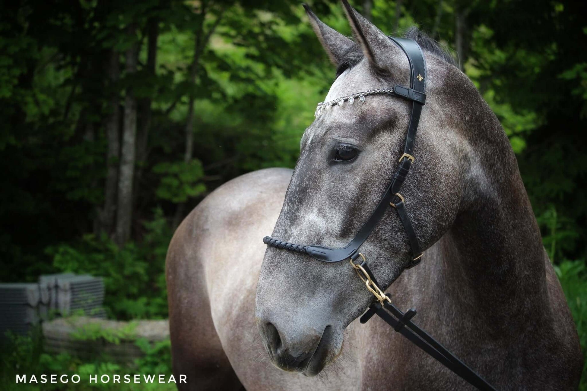 Bit and bitless bridles, halters, riding tights, swarovski browbands and much more