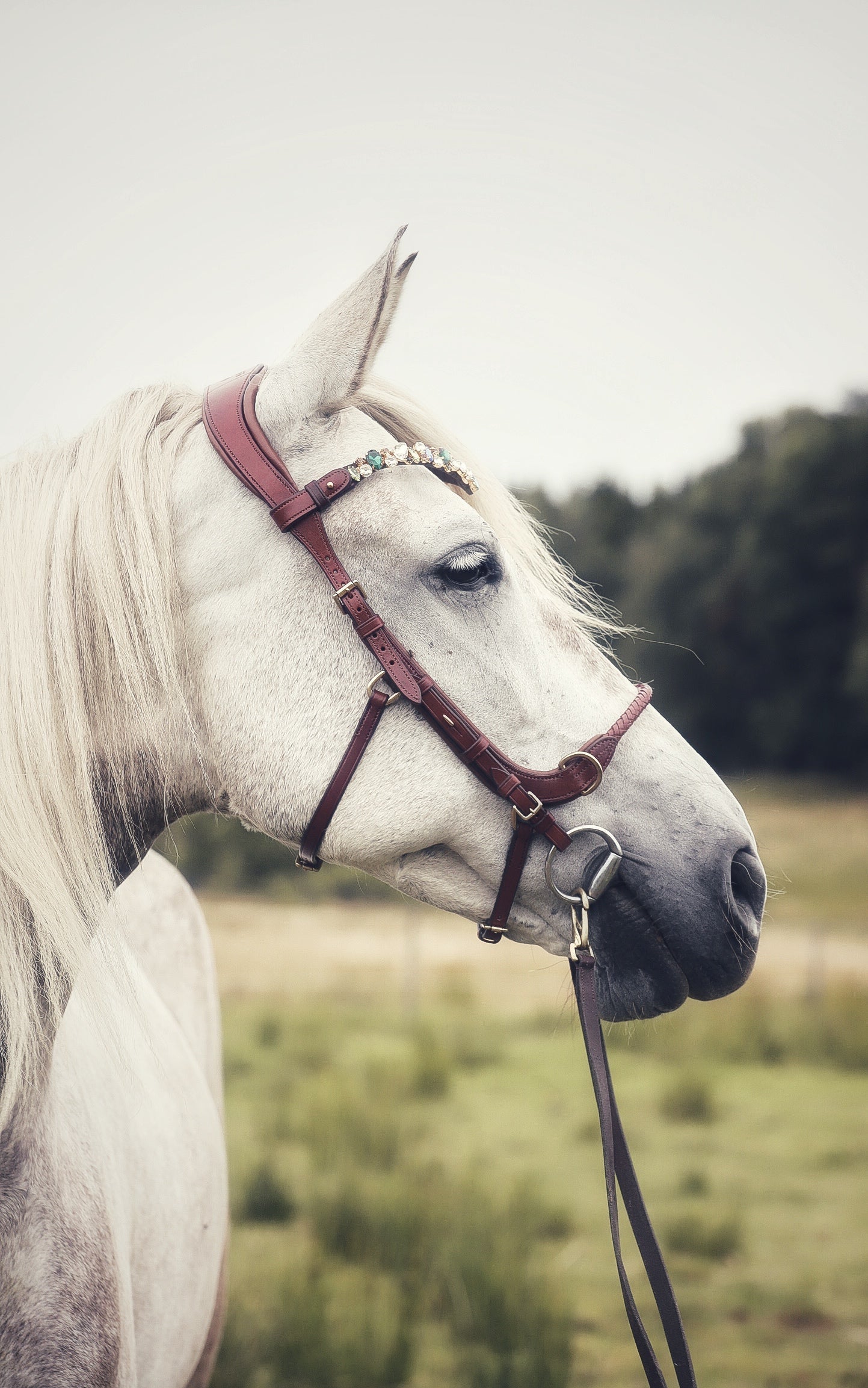 White horse wearing a high-quality Italian leather Grace Multi Bridle with braided noseband and bit in an outdoor setting