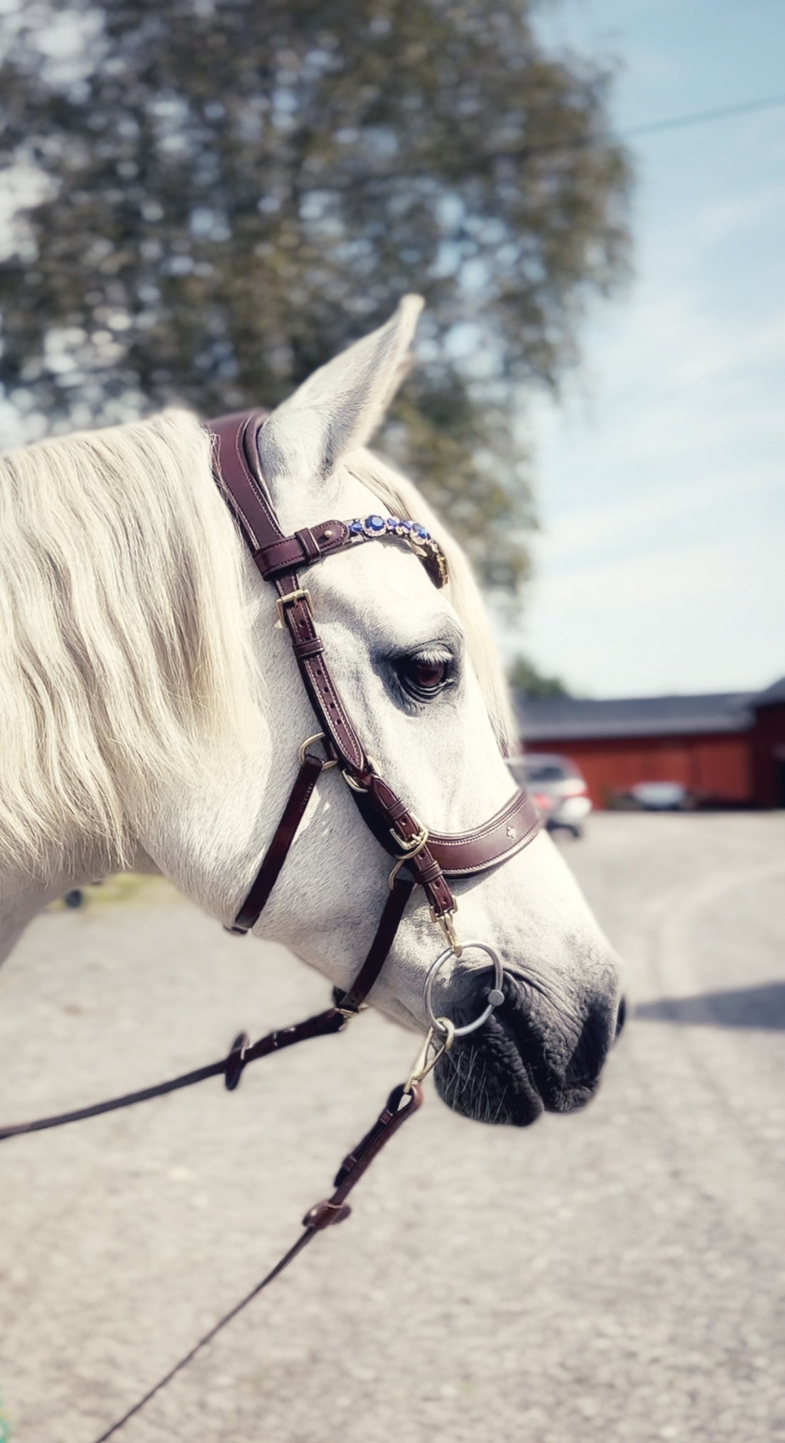 Lily multi bridle