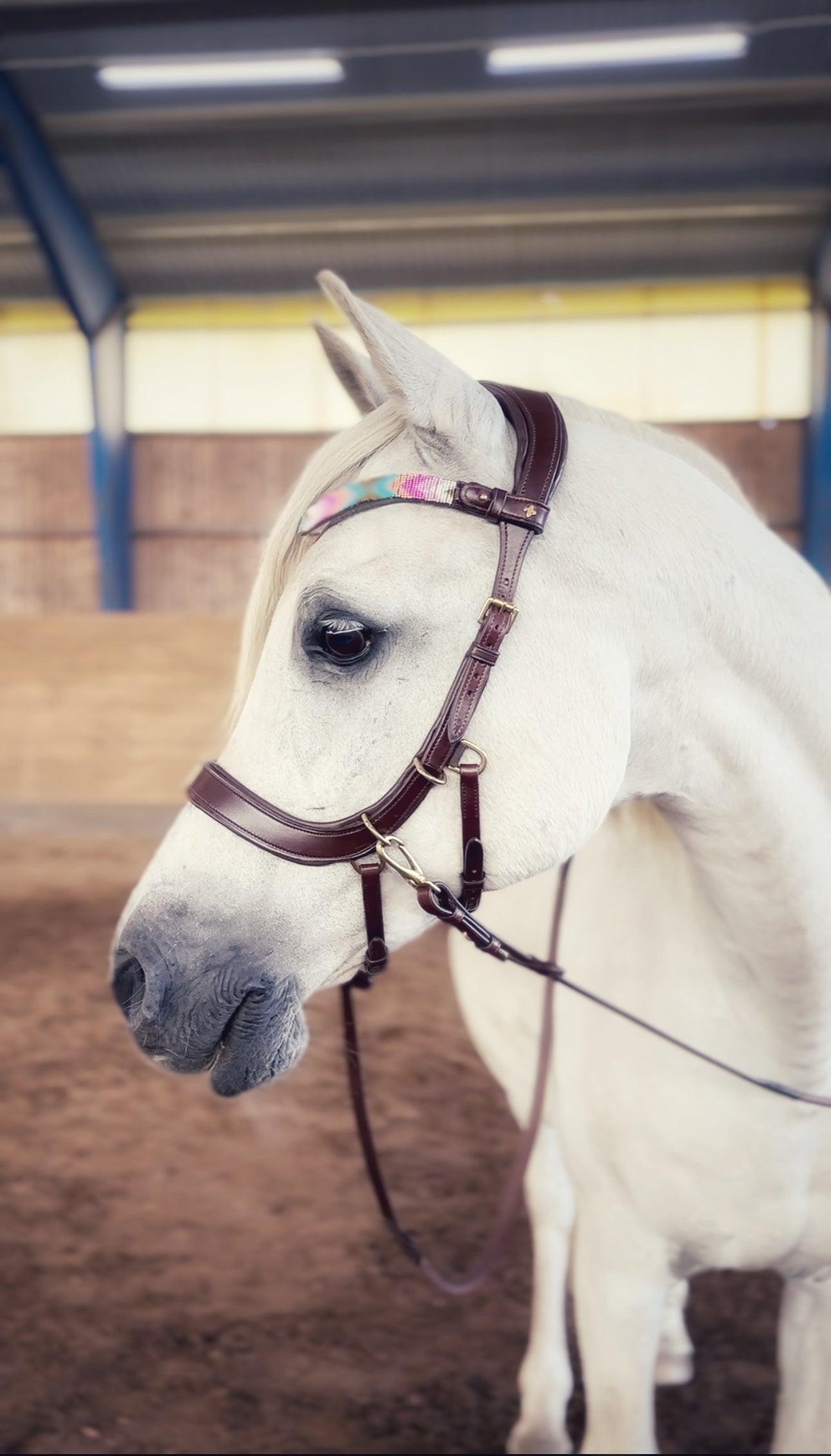 Lily multi bridle