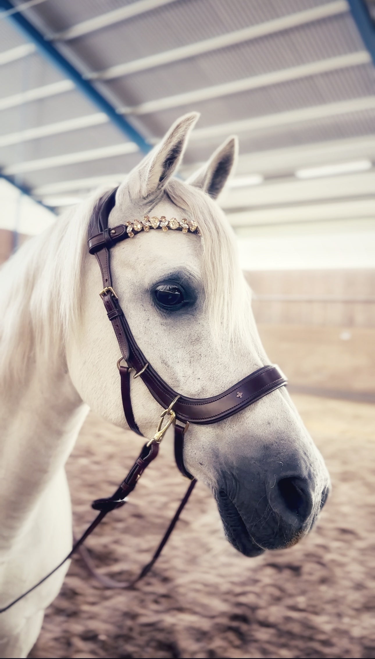 Lily multi bridle