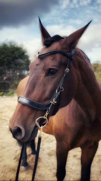 Coiffe Bretonne Libby's Standard Bridle Small Pony Pony Cob Full X Coiffe Bretonne Libby's Standard Bridle Small Pony Pony Cob Full X