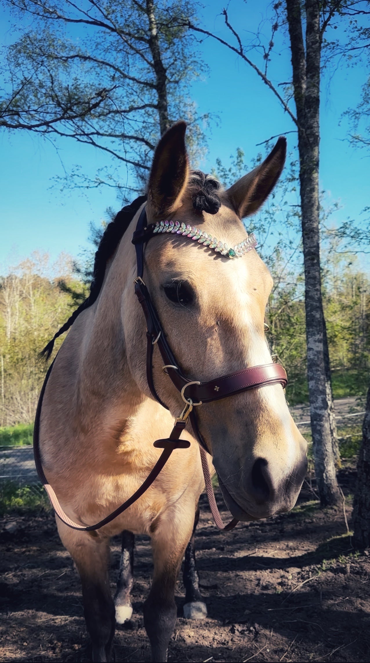 Horse wearing Lily Multi Bridle with extra D-ring made of high-quality Italian leather and soft padding.