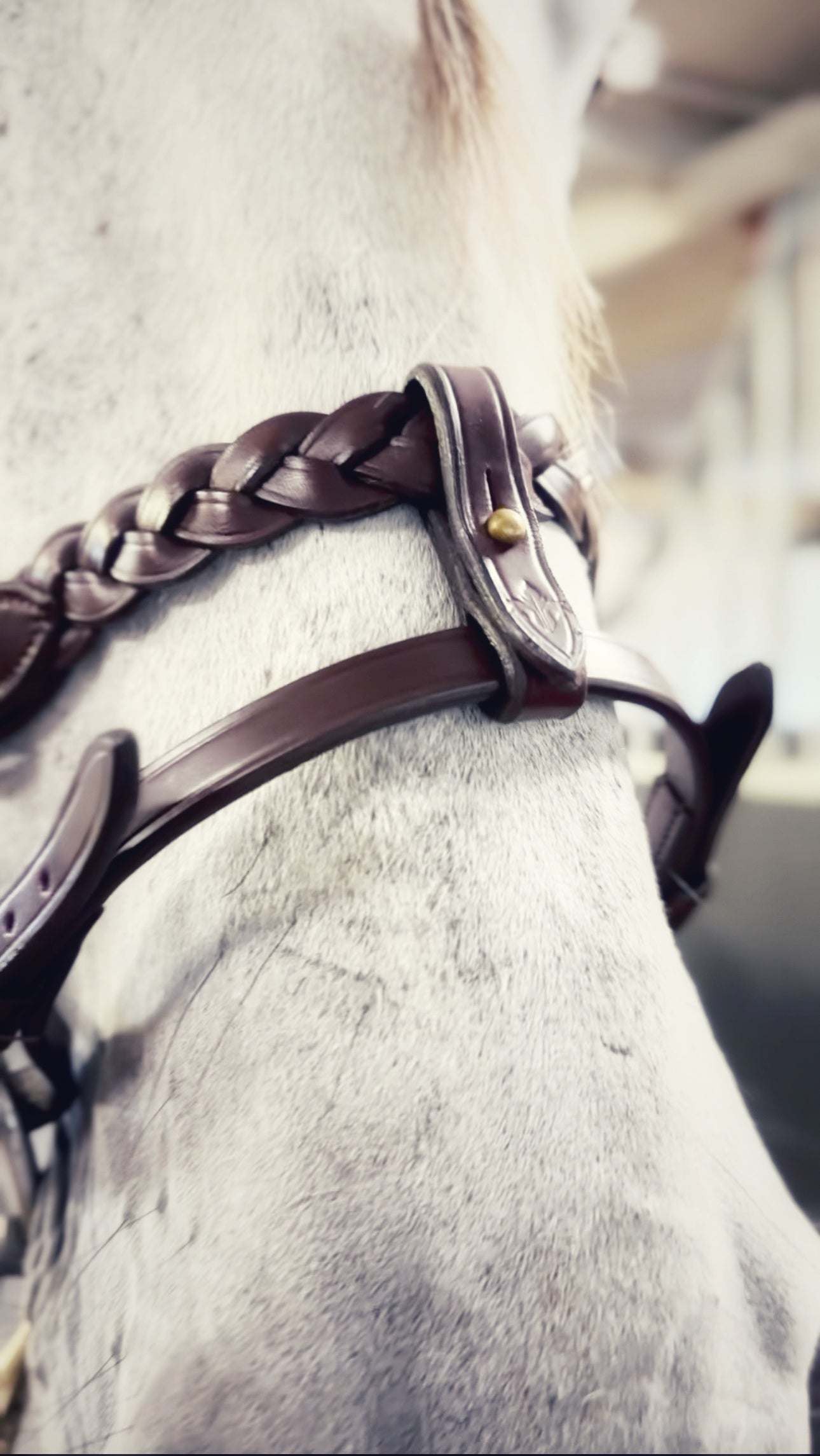 MASEGO bit lifter in soft Italian leather with brass hardware on a horse's bridle noseband